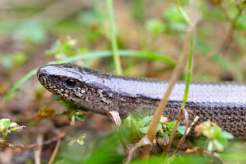 Detail of the Blindworm Fragile (Anguis fragilis) in the Nature
