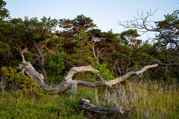 Dead tree laying in high grass with lit by the sunset, Gotland Sweden