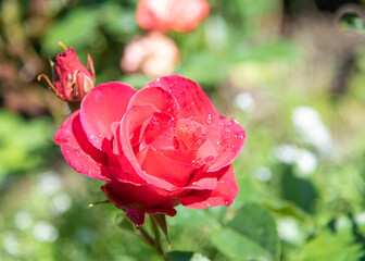 Horizontal photo of a red rose in raindrops on a blurry background.