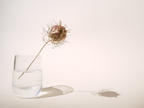 dry flower in a glass on beige background