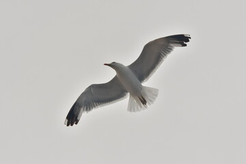 GAVIOTA VOLANDO