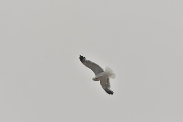 GAVIOTA VOLANDO