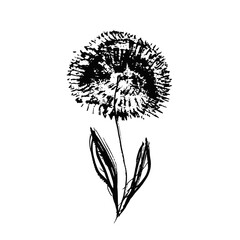 Textured hand drawn chinese black ink dandelion flower. Grunge sketch vector inky floral summer blossom for pattern design, greeting card decoration, logo, print, sticker