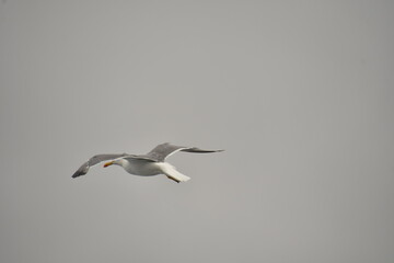 Obraz premium GAVIOTA VOLANDO
