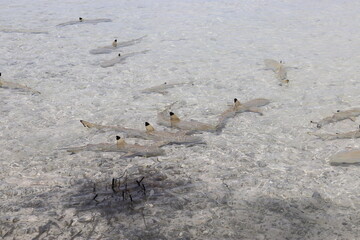 Requins de lagon à Rangiroa, Polynésie française