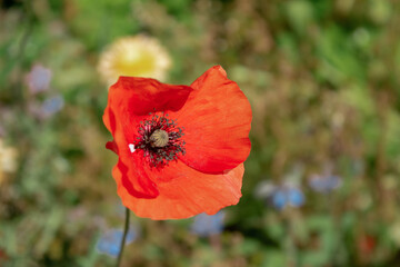 red poppy flower on green grass background