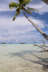 Palmier sur une plage paradisiaque à Rangiroa, Polynésie française