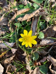 yellow flower on the ground