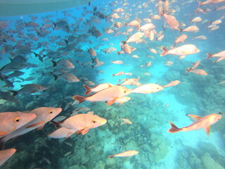 Banc de poissons de lagon à Rangiroa, Polynésie française