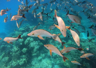 Naklejka premium Banc de poissons de lagon à Rangiroa, Polynésie française
