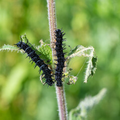 Peacock butterfly caterpillars (Aglais io) feeding on common nettles (Urtica dioica)