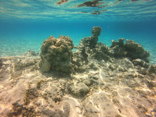 Naklejka na ściany i meble Récif de corail du lagon bleu à Rangiroa, Polynésie française