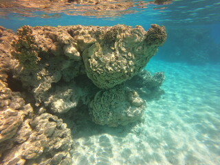 Fond marin du lagon bleu à Rangiroa, Polynésie française