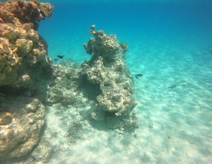 Corail du lagon bleu à Rangiroa, Polynésie française