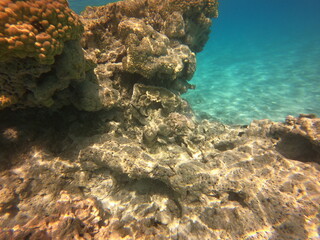 Fototapeta na wymiar Corail du lagon bleu à Rangiroa, Polynésie française