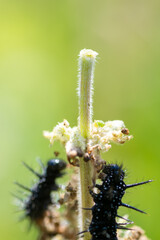 Peacock butterfly caterpillars (Aglais io) feeding on common nettles (Urtica dioica)