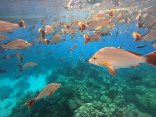 Banc de poissons de lagon à Rangiroa, Polynésie française
