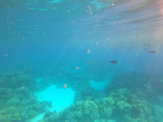 Requin de lagon à Rangiroa, Polynésie française	