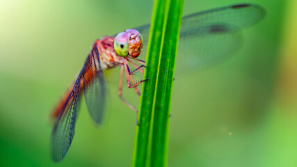 multicolored dragonfly on a blade of grass, macro photo of this elegant and fragile predator with...