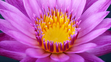 Obraz premium inside a pink and yellow colorful waterlily lotus flower, macro photography of the exotic flora in a tropical botanical garden in Bangkok, Thailand