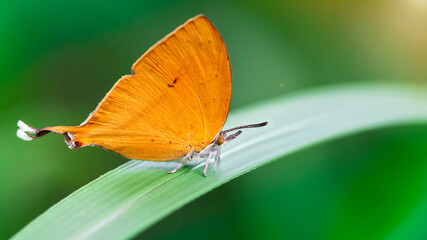 Obraz premium cute orange butterfly with a funny tail on a green leaf, gracious and fragile Lepidoptera with colorful wings and white hairy body, in the tropical island of Koh Phayam, Thailand