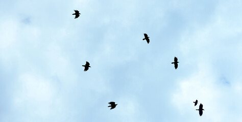Seven Common Ravens Flying in a Blue cloudy Sky.