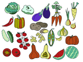 Vector set of color vegetables for the menu of tomatoes, pumpkins, potatoes, eggplant, peas, ginger, carrots, onions, garlic, peppers, sweet peppers, cabbage, watermelon, cucumber, patison