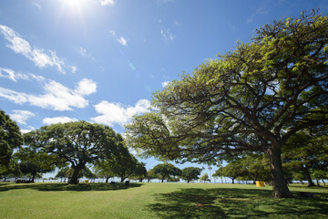 モンキーポッド、この木なんの木
