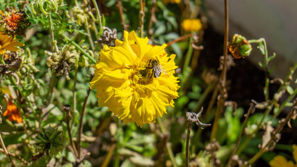 Bumble bee on a yellow marigold pollinating the flower in a permaculture garden, used as a companion plant for pest control in organic gardening.