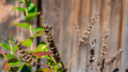 Thai basil flower seed pods having bolted and pollinated, dried up for seed saving harvest. In a home patio herb garden.