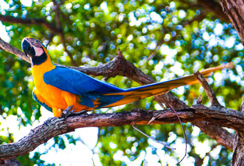blue and yellow macaw