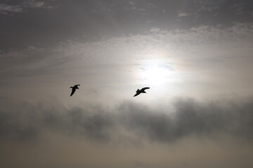 silhuetas de gaivotas no fundo do céu com nuvens.