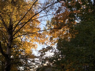 autumn in the forest