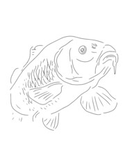 Vector carp fish close-up in half-turn lines