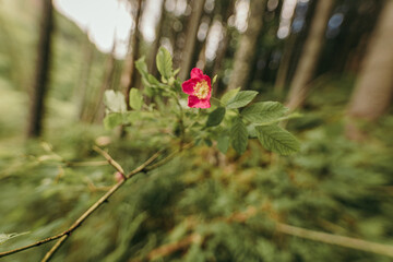 A close up of a flower