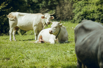 Naklejka na ściany i meble BEGET GIRONA, SPAIN - JULY 2020: White cows in the fields of the village of Beget, Camprodon, Girona. Green landscape in sunny summer day