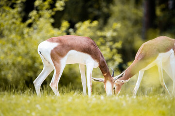 Gazelle in a zoo