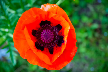 Beautiful field red poppy close up