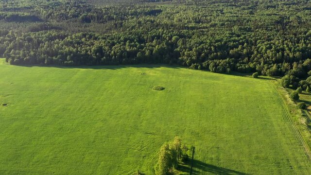 Summer forest and field with trees. Wild nature. View from drone