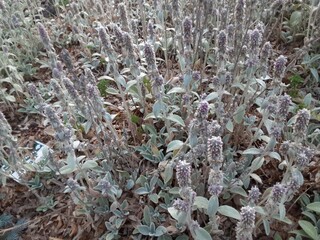 frost on grass