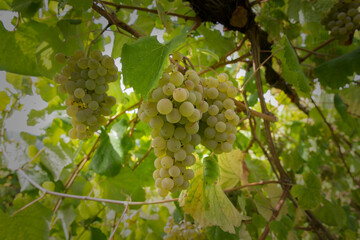White grapes of the Alvarinha variety, grapes produced in Alto Minho, Portugal.