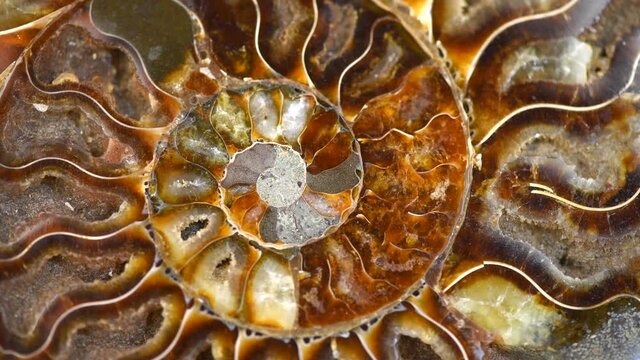 Nautilus shell section, Ammonite fossil shell rotation backdrop. Ancient macro abstract texture Background. Polished ammonite fossil shell with mineral crystals. Close-up 4K UHD video.