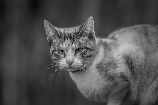 Black and white photo of sad cat half body.