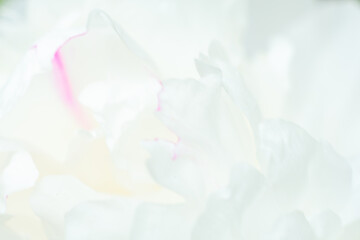 Fototapeta na wymiar Abstract white flowers background. Close up image of white peony petals. Macro of petals texture. Soft focus dreamy image. Beauty concept. Banner with copy space. Invitation, greeting card.