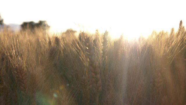 Video of yellow wheat field in sunset time