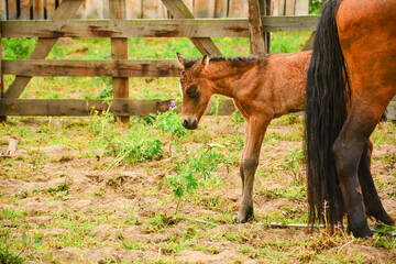 Mother and young horse