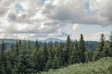 A castle on top of a grass covered forest
