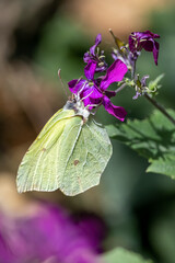 Yellow butterfly (Gonepteryx rhamni) surrounded by purple forest flowers
