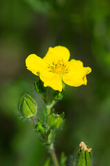 The cinquefoil sp. (lat. Potentilla), of the family Rosaceae.