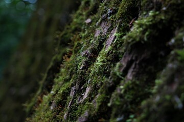 moss on a tree